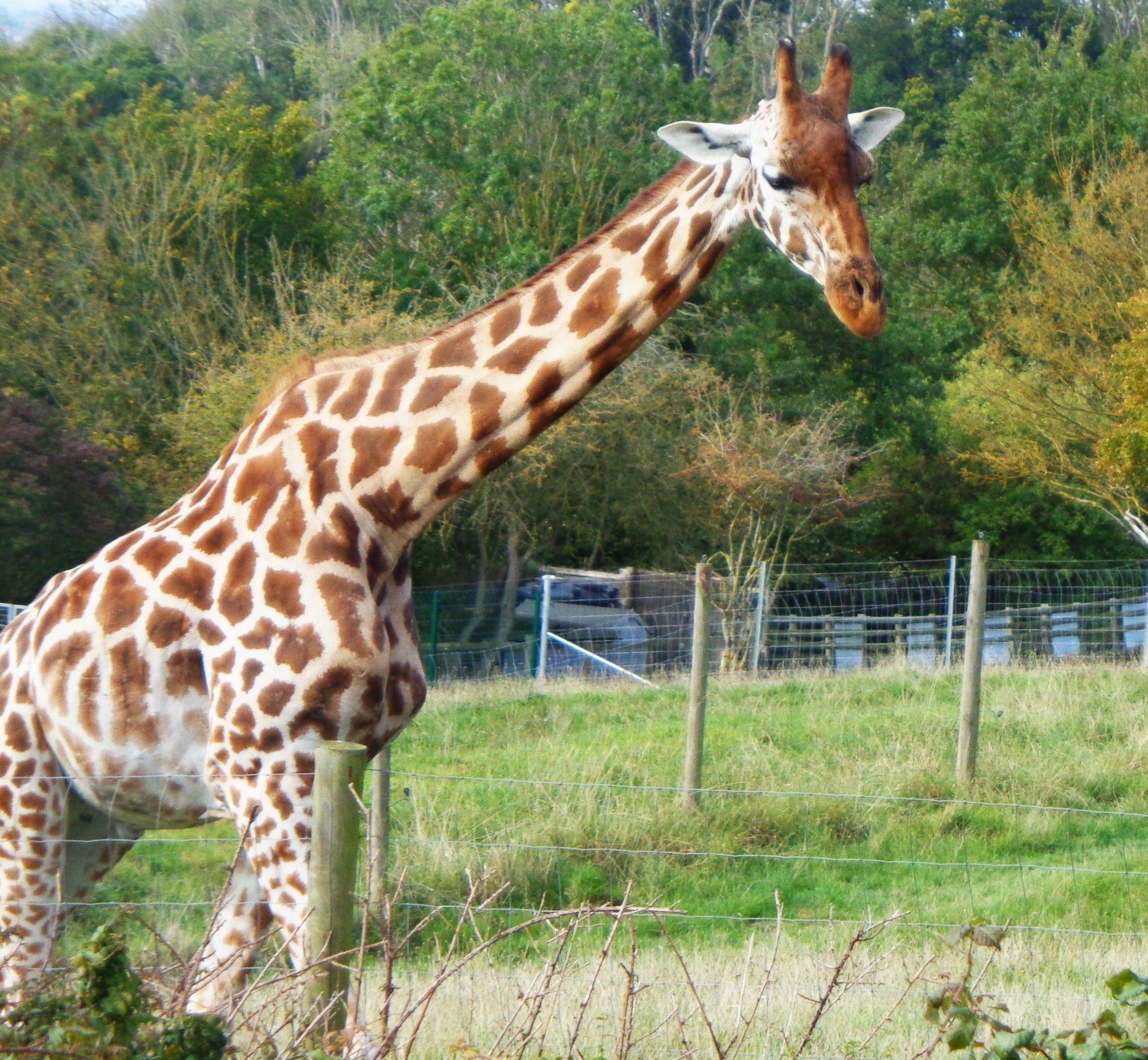 Port Lympne Zoo